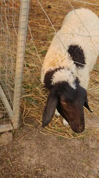 Curious Black Face Sheep with Fluffy White Wool Peering Through Fence at a Farm in Rural Setting