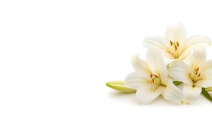 Isolated white lilies on a plain background, good for sympathetic cards