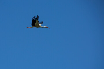 cigüeña volando con las alas abiertas