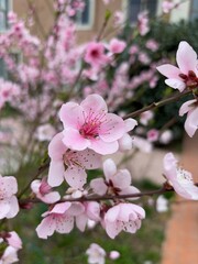 Blooming spring pink flower on a small branch, close shot of a flower, blurred background, outdoor nature 