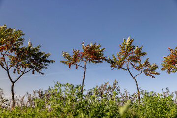 a row of sumac trees to fence the field and divide it into sections