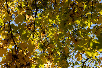 yellow maple foliage on branches in sunny autumn weather