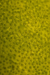 an unripe green grapefruit covered with water droplets