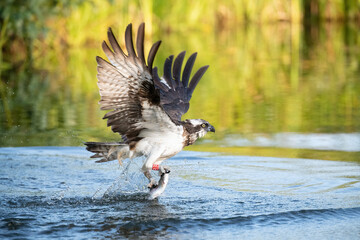 Osprey (Pandion haliaetus). Osprey bursts from water with wide wings and fresh catch, glistening droplets trailing. Still stream under soft light. Bold mid-action moment framed in warmth.