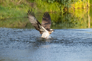 Fototapeta premium Osprey (Pandion haliaetus). Osprey beats wings against surface while rising with intense forward focus. Freshwater river with grassy banks. Early morning light reflects urgency of the hunt.