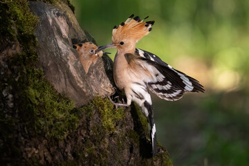 Eurasian Hoopoe (Upupa epops). Upupidae Feeding chick with captured insect near tree cavity...
