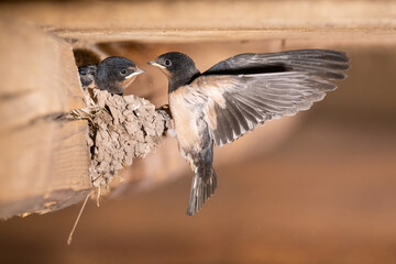 Eurasian hoopoe (Upupa epops). Swallow feeding chick perched in wooden nest. Rural barn interior...