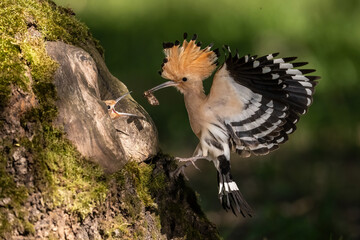 Eurasian hoopoe (Upupa epops). Parent delivering insect larva to chick in tree cavity. Moss-covered...