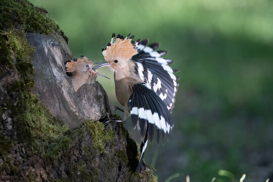 Eurasian Hoopoe (Upupa epops). Upupidae Hovering with wings wide as it delivers prey to chick&rsquo;s open beak. Hollow tree surrounded by fresh green tones. 