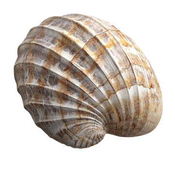 3D icon of Strophomena (Extinct brachiopod genus) isolated on transparency background