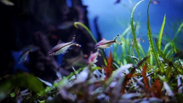 Harlequin rasbora fish swimming in planted aquarium