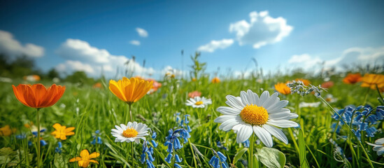 Under the bright sunshine, a field of daisies is blooming. The sky is blue, the clouds are white, the grass is green, and there are daisies as well as the gentle breeze that caresses them.