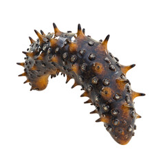3D icon of Cucumaria (Sea cucumber species) isolated on transparency background