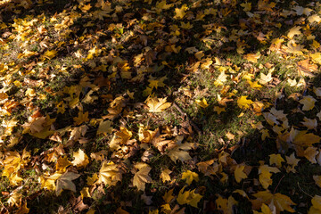 orange maples during leaf fall in the park
