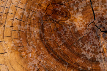 Naklejka premium polished walnut tree sawn with annual rings