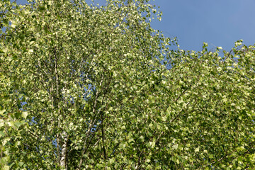 a park with tall birches in the daytime in sunny weather