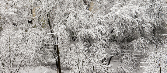 Branch objects texture and background. Snow. Winter.