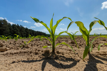 growing sweet corn in eastern Europe against a blue sky