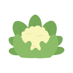 Illustration of a cauliflower head surrounded by green leaves, representing a healthy vegetable, ingredient for cooking, vegan and vegetarian diets