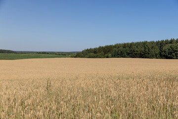 a golden field with a ripe wheat crop in hot summer weather