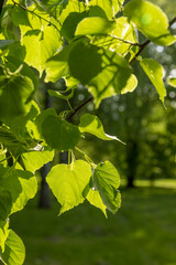 green new foliage of a linden tree in sunny weather