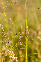 a ripening ear of grass in the summer, plant details