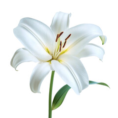 Fototapeta premium White lily flower with delicate petals isolated on transparent background Generative Ai