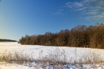 dry grass in the field during the winter season in sunny weather