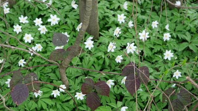 Fr&uuml;hjahrsbl&uuml;her im Wald, weisse Blumen Bl&uuml;ten am Waldboden im Fr&uuml;hling bei windigem Wetter, Buschwindr&ouml;schen, Pflanzenart aus der Gattung der Windr&ouml;schen, Buschwindrose