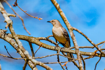 Northern Mockingbird perched on branch