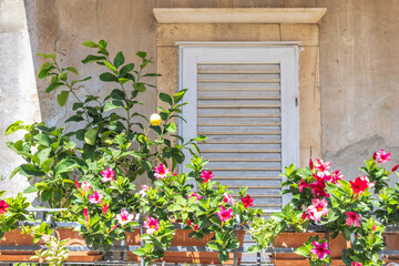 Korcula town in island of Korcula in Adriatic sea in Croatia, Europe. Charming window display with lush greenery and vibrant flowers, creating a cozy and inviting atmosphere.