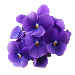 A bunch of purple violets with smooth petals isolated on transparent background