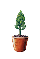 Watercolor illustration of a hyacinth bud on a stem in a brown pot