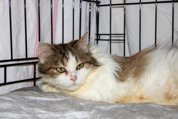 A brown and white cat is comfortably laying in a cage today
