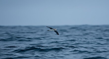 Seabird Flying Over the Wavy Ocean Water on a Cloudy Day