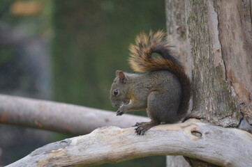 squirrel on a tree
