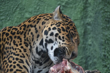 close up of a leopard