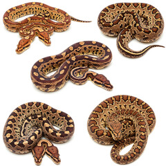 Obraz premium Python Variety Display: An assorted view of various python species in all their mesmerizing splendor, each specimen showcasing unique patterns and textures. 