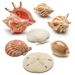 Obraz premium Seashell Collection: An arrangement of various seashells, each exhibiting unique patterns, textures, and hues, evoking the essence of the ocean's treasures.