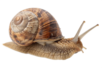 snail isolated on transparent background