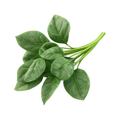 3D icon of Malabar spinach isolated on transparency background
