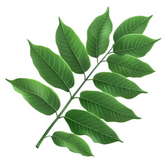Fototapeta premium 3D icon of Curry leaves isolated on transparency background