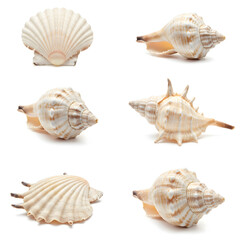 Obraz premium Seashells Collection: An assortment of diverse seashells, showcasing their unique forms, textures, and natural beauty. Capture the subtle variations, intricate details.