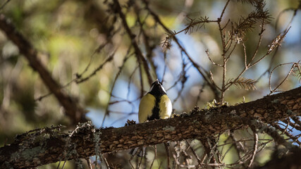 A bird on a tree branch in the Finnish nature in early spring