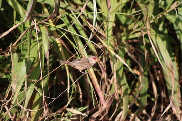 Common Waxbill