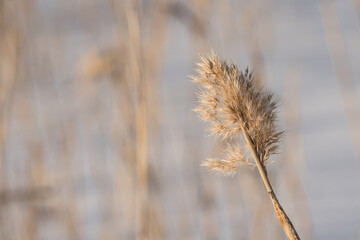 Fluffy plant in Finnish nature in early spring