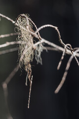 Lichen growing on tree branches in the Finnish nature in early spring