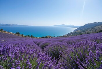 Fototapeta premium Panoramic Lavender Coast Expansive View of a Mediterranean Seaside Field in Bloom