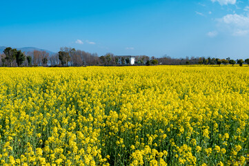 Obraz premium Rapeseed flowers in bloom in a rural field in spring