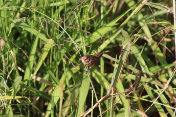 Common Waxbill